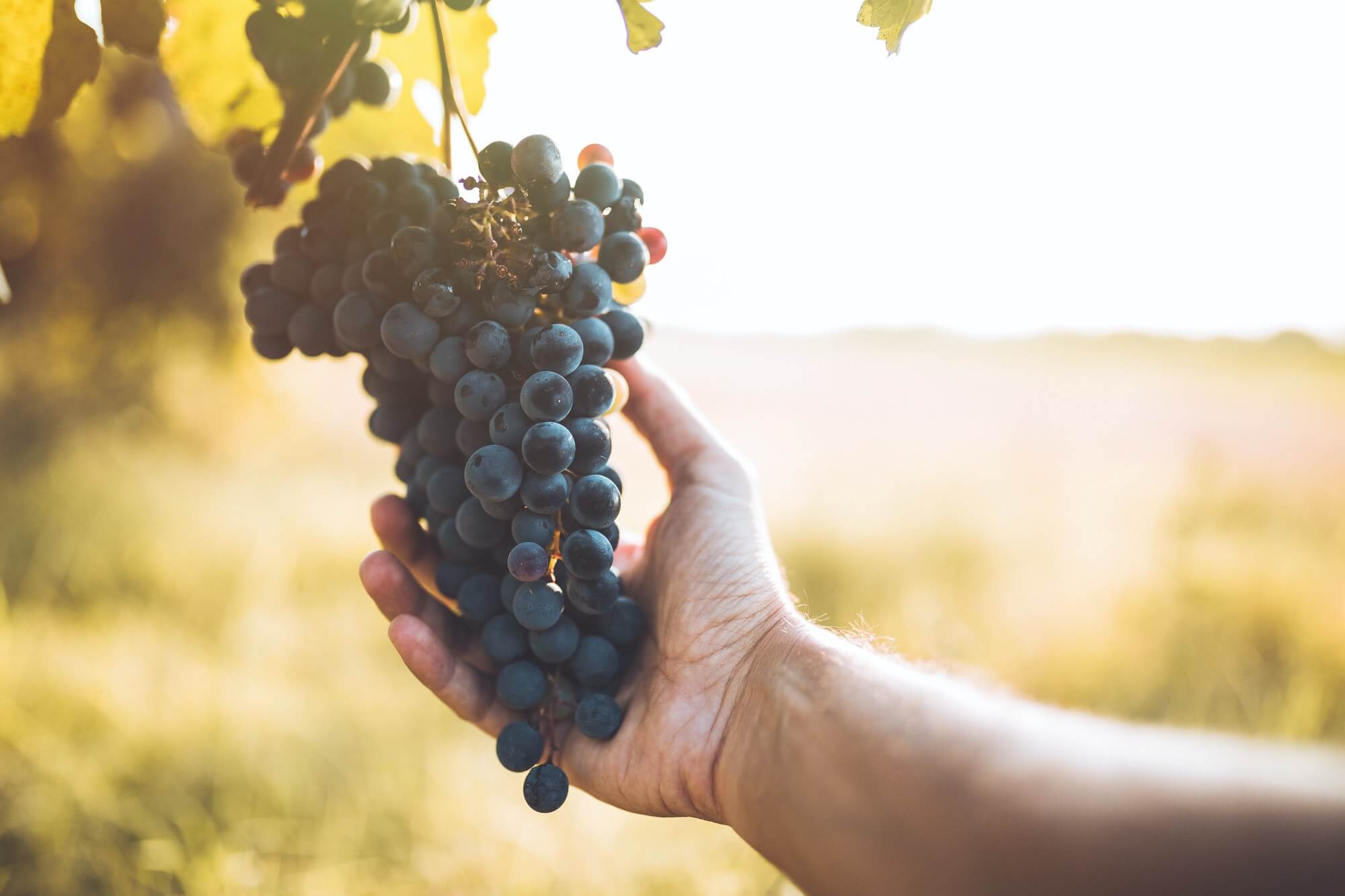 Visitas y catas en la bodega
